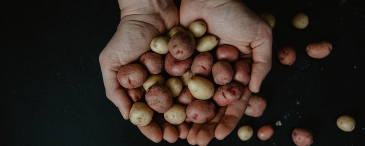 A person holding an abundance of potatoes in their hands
